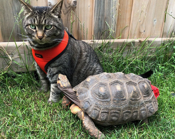 Do you need a pet tracker for your tortoise?